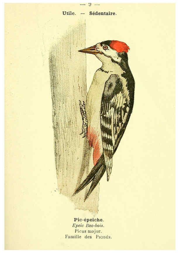 Reproducción/Reproduction 6388878383: Atlas de poche des oiseaux de France, Suisse, et Belgique, utiles ou nuisibles. ser.1 Paris :Librairie des sciences naturelles P. Klincksieck,1898- 