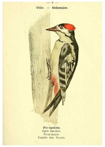 Reproducción/Reproduction 6388878383: Atlas de poche des oiseaux de France, Suisse, et Belgique, utiles ou nuisibles. ser.1 Paris :Librairie des sciences naturelles P. Klincksieck,1898- 