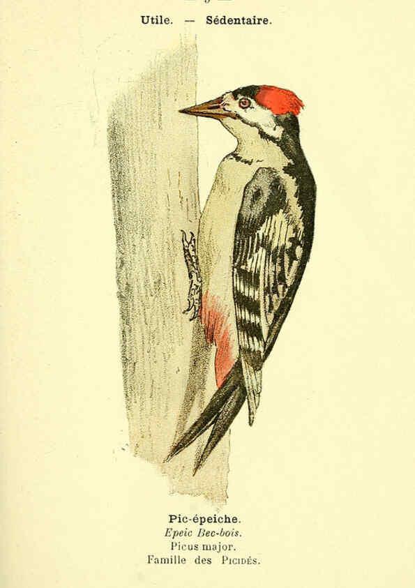 Reproducción/Reproduction 6388878383: Atlas de poche des oiseaux de France, Suisse, et Belgique, utiles ou nuisibles. ser.1 Paris :Librairie des sciences naturelles P. Klincksieck,1898- 