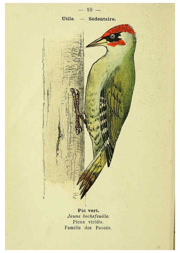 Reproducción/Reproduction 6388878747: Atlas de poche des oiseaux de France, Suisse, et Belgique, utiles ou nuisibles. ser.1 Paris :Librairie des sciences naturelles P. Klincksieck,1898- 