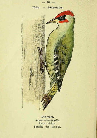 Reproducción/Reproduction 6388878747: Atlas de poche des oiseaux de France, Suisse, et Belgique, utiles ou nuisibles. ser.1 Paris :Librairie des sciences naturelles P. Klincksieck,1898- 
