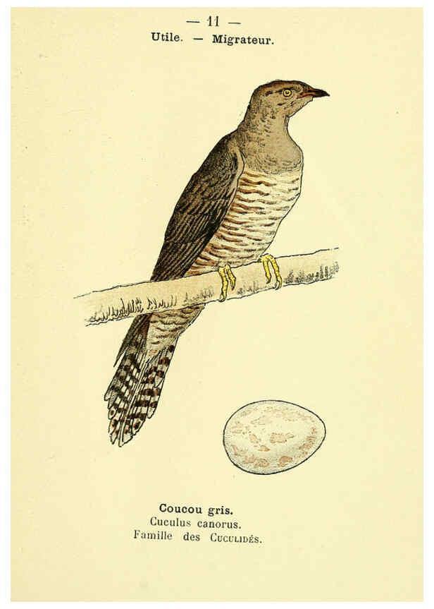 Reproducción/Reproduction 6388879115: Atlas de poche des oiseaux de France, Suisse, et Belgique, utiles ou nuisibles. ser.1 Paris :Librairie des sciences naturelles P. Klincksieck,1898- 