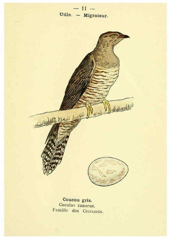 Reproducción/Reproduction 6388879115: Atlas de poche des oiseaux de France, Suisse, et Belgique, utiles ou nuisibles. ser.1 Paris :Librairie des sciences naturelles P. Klincksieck,1898- 