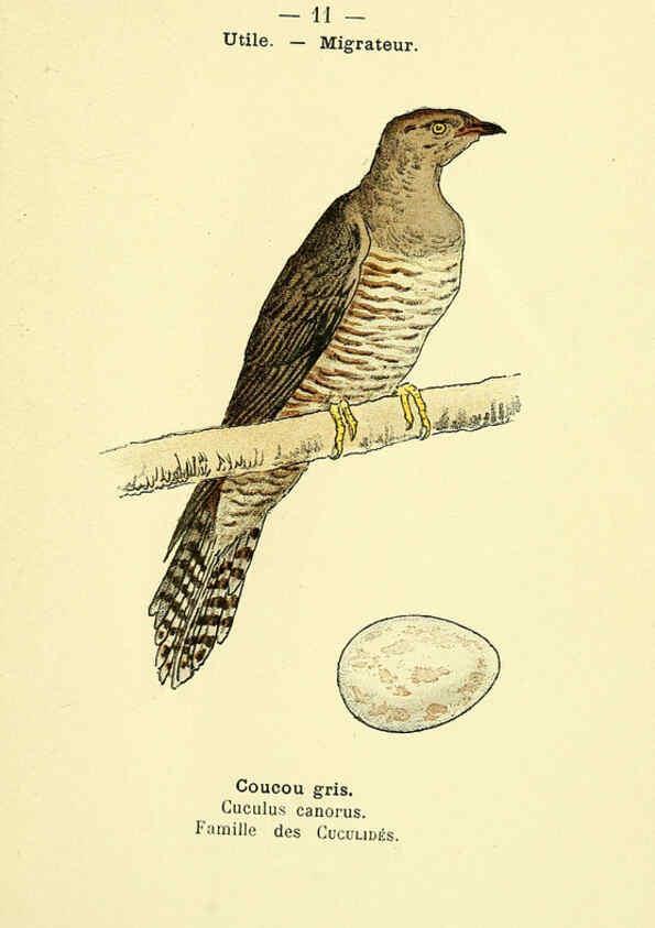 Reproducción/Reproduction 6388879115: Atlas de poche des oiseaux de France, Suisse, et Belgique, utiles ou nuisibles. ser.1 Paris :Librairie des sciences naturelles P. Klincksieck,1898- 