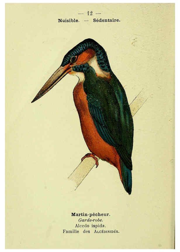 Reproducción/Reproduction 6388879425: Atlas de poche des oiseaux de France, Suisse, et Belgique, utiles ou nuisibles. ser.1 Paris :Librairie des sciences naturelles P. Klincksieck,1898- 