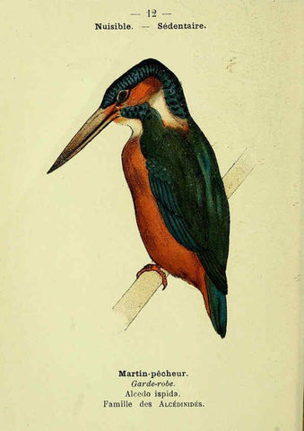 Reproducción/Reproduction 6388879425: Atlas de poche des oiseaux de France, Suisse, et Belgique, utiles ou nuisibles. ser.1 Paris :Librairie des sciences naturelles P. Klincksieck,1898- 