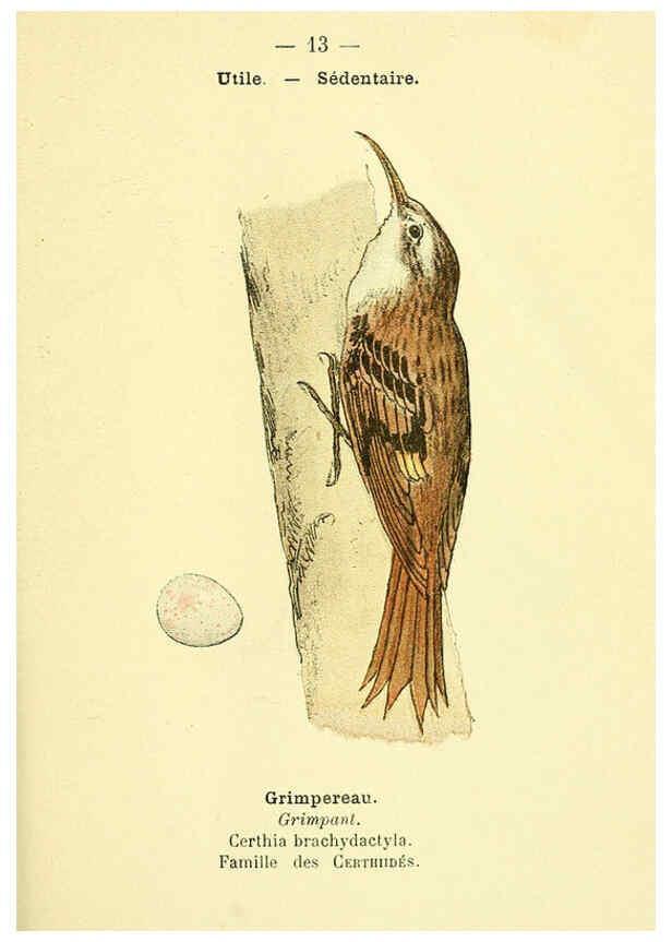 Reproducción/Reproduction 6388879745: Atlas de poche des oiseaux de France, Suisse, et Belgique, utiles ou nuisibles. ser.1 Paris :Librairie des sciences naturelles P. Klincksieck,1898- 