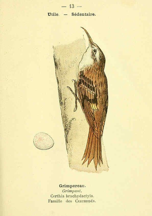 Reproducción/Reproduction 6388879745: Atlas de poche des oiseaux de France, Suisse, et Belgique, utiles ou nuisibles. ser.1 Paris :Librairie des sciences naturelles P. Klincksieck,1898- 