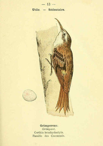 Reproducción/Reproduction 6388879745: Atlas de poche des oiseaux de France, Suisse, et Belgique, utiles ou nuisibles. ser.1 Paris :Librairie des sciences naturelles P. Klincksieck,1898- 