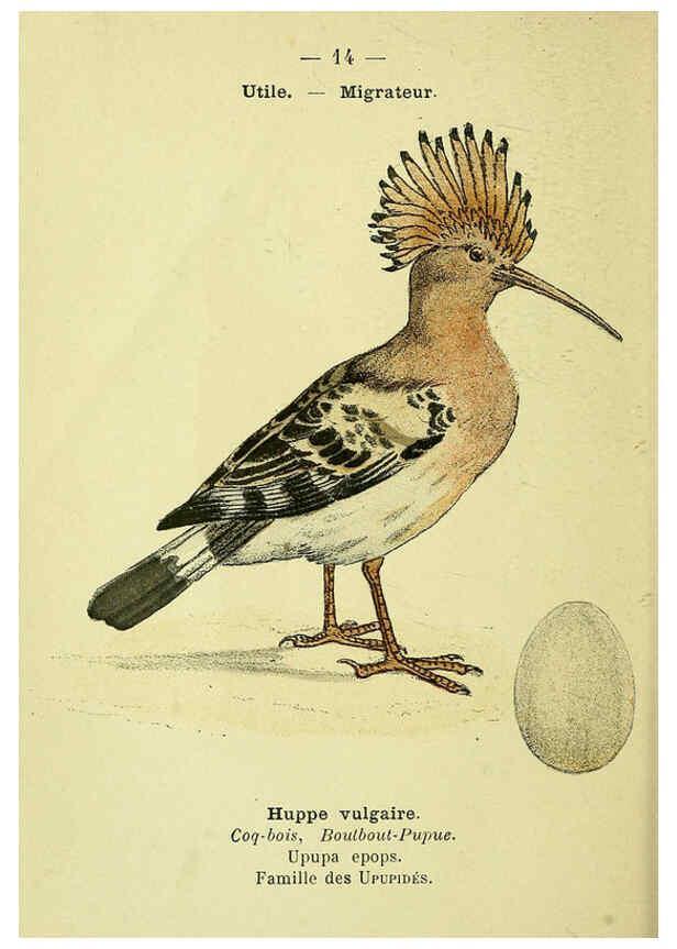 Reproducción/Reproduction 6388880149: Atlas de poche des oiseaux de France, Suisse, et Belgique, utiles ou nuisibles. ser.1 Paris :Librairie des sciences naturelles P. Klincksieck,1898- 