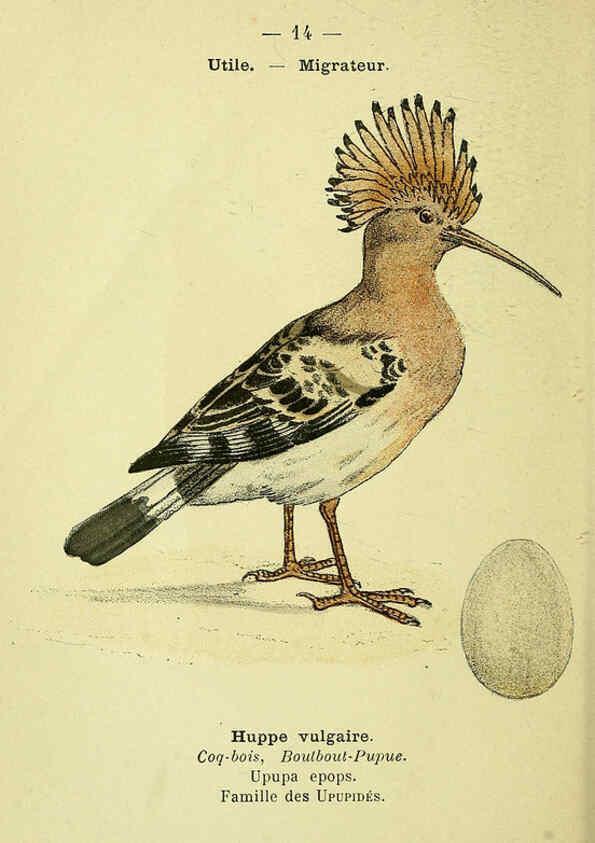 Reproducción/Reproduction 6388880149: Atlas de poche des oiseaux de France, Suisse, et Belgique, utiles ou nuisibles. ser.1 Paris :Librairie des sciences naturelles P. Klincksieck,1898- 