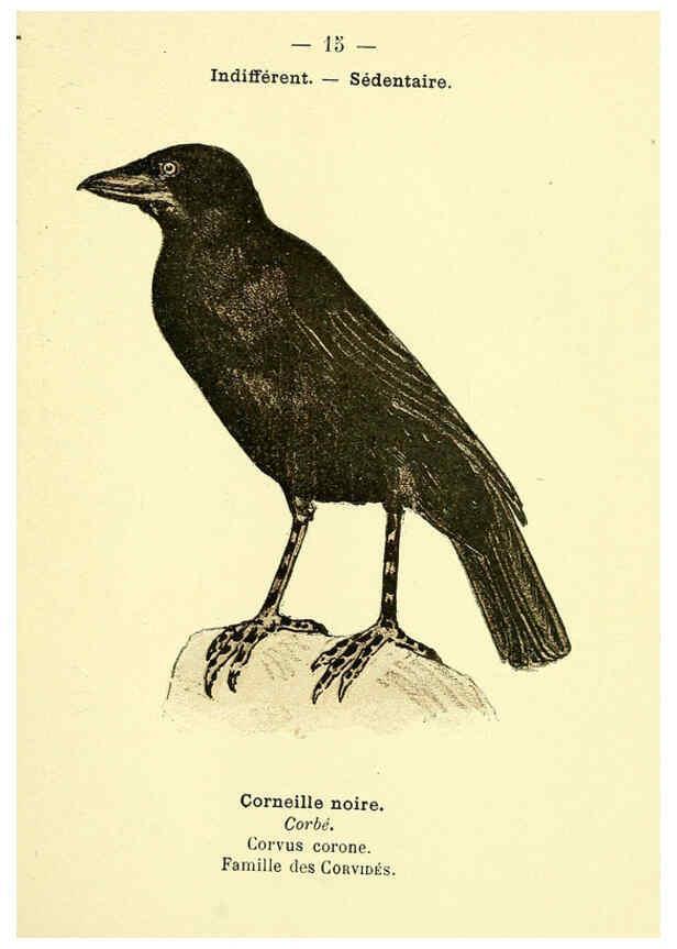 Reproducción/Reproduction 6388880579: Atlas de poche des oiseaux de France, Suisse, et Belgique, utiles ou nuisibles. ser.1 Paris :Librairie des sciences naturelles P. Klincksieck,1898- 