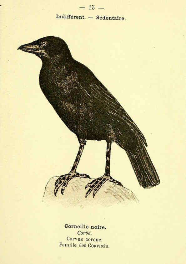 Reproducción/Reproduction 6388880579: Atlas de poche des oiseaux de France, Suisse, et Belgique, utiles ou nuisibles. ser.1 Paris :Librairie des sciences naturelles P. Klincksieck,1898- 