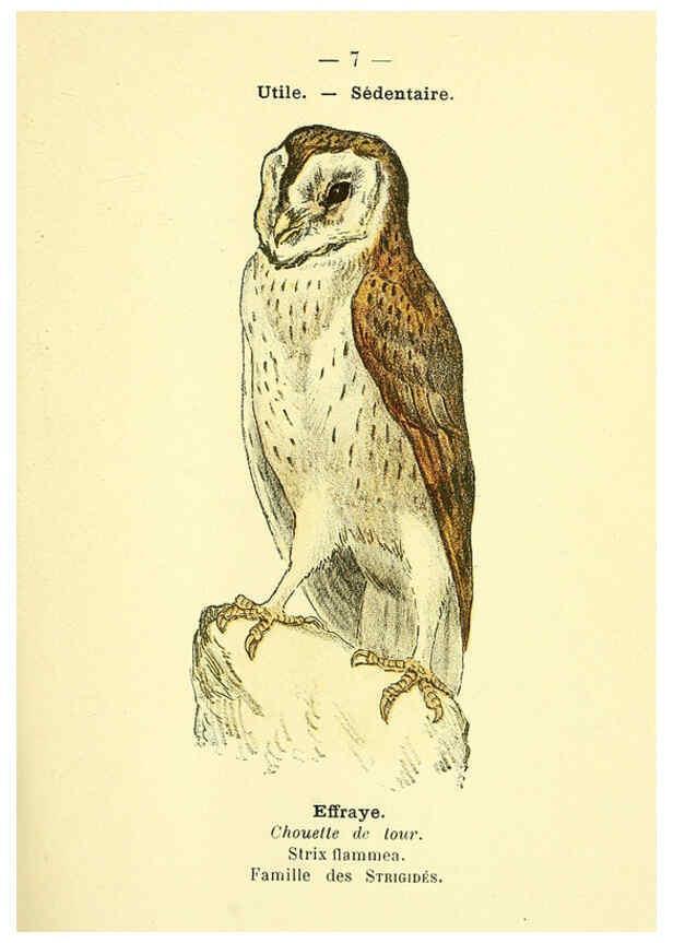 Reproducción/Reproduction 6388877719: Atlas de poche des oiseaux de France, Suisse, et Belgique, utiles ou nuisibles. ser.1 Paris :Librairie des sciences naturelles P. Klincksieck,1898- 