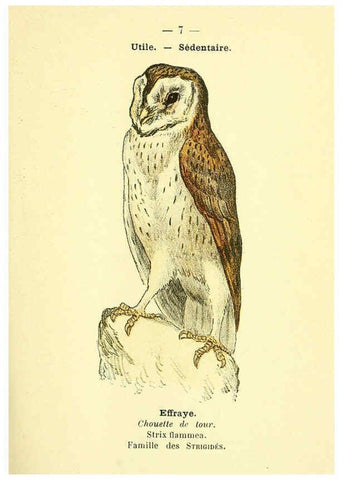 Reproducción/Reproduction 6388877719: Atlas de poche des oiseaux de France, Suisse, et Belgique, utiles ou nuisibles. ser.1 Paris :Librairie des sciences naturelles P. Klincksieck,1898- 