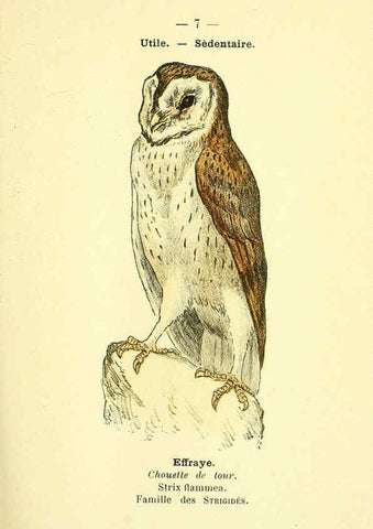 Reproducción/Reproduction 6388877719: Atlas de poche des oiseaux de France, Suisse, et Belgique, utiles ou nuisibles. ser.1 Paris :Librairie des sciences naturelles P. Klincksieck,1898- 