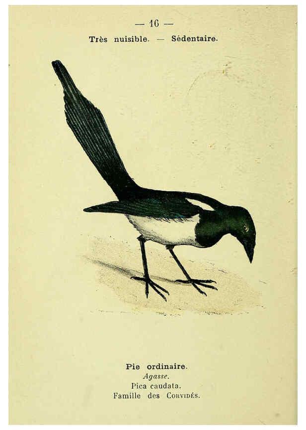 Reproducción/Reproduction 6388880889: Atlas de poche des oiseaux de France, Suisse, et Belgique, utiles ou nuisibles. ser.1 Paris :Librairie des sciences naturelles P. Klincksieck,1898- 