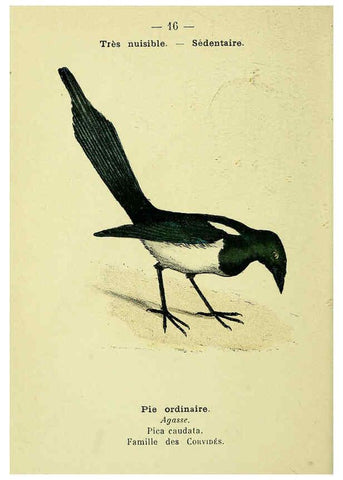 Reproducción/Reproduction 6388880889: Atlas de poche des oiseaux de France, Suisse, et Belgique, utiles ou nuisibles. ser.1 Paris :Librairie des sciences naturelles P. Klincksieck,1898- 