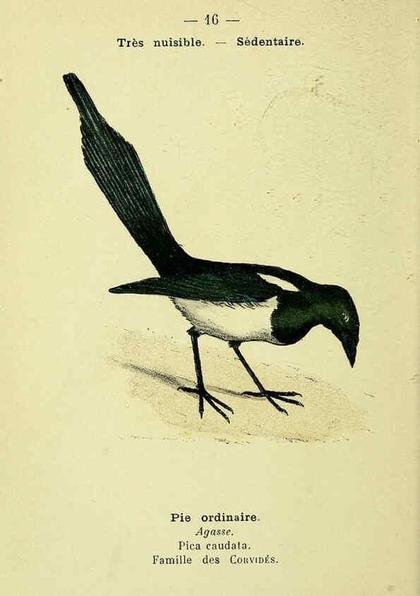 Reproducción/Reproduction 6388880889: Atlas de poche des oiseaux de France, Suisse, et Belgique, utiles ou nuisibles. ser.1 Paris :Librairie des sciences naturelles P. Klincksieck,1898- 