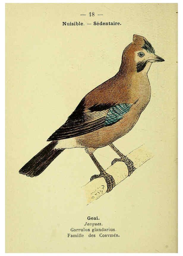Reproducción/Reproduction 6388881705: Atlas de poche des oiseaux de France, Suisse, et Belgique, utiles ou nuisibles. ser.1 Paris :Librairie des sciences naturelles P. Klincksieck,1898- 