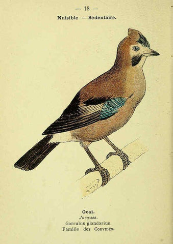 Reproducción/Reproduction 6388881705: Atlas de poche des oiseaux de France, Suisse, et Belgique, utiles ou nuisibles. ser.1 Paris :Librairie des sciences naturelles P. Klincksieck,1898- 