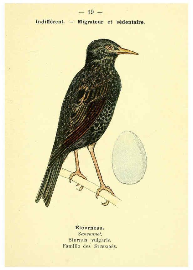 Reproducción/Reproduction 6388882085: Atlas de poche des oiseaux de France, Suisse, et Belgique, utiles ou nuisibles. ser.1 Paris :Librairie des sciences naturelles P. Klincksieck,1898- 