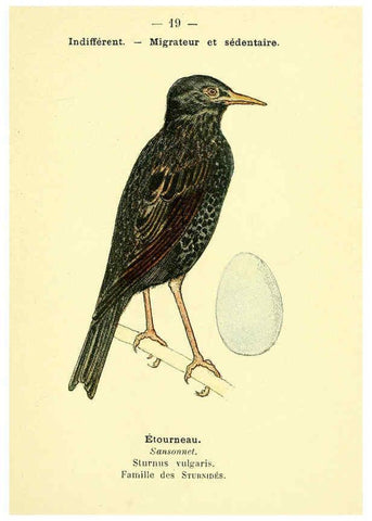 Reproducción/Reproduction 6388882085: Atlas de poche des oiseaux de France, Suisse, et Belgique, utiles ou nuisibles. ser.1 Paris :Librairie des sciences naturelles P. Klincksieck,1898- 
