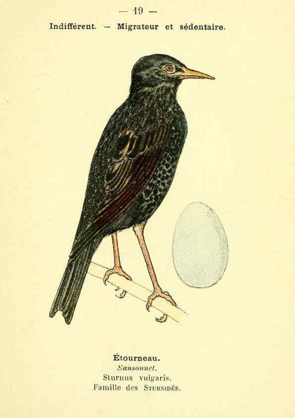 Reproducción/Reproduction 6388882085: Atlas de poche des oiseaux de France, Suisse, et Belgique, utiles ou nuisibles. ser.1 Paris :Librairie des sciences naturelles P. Klincksieck,1898- 