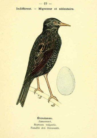 Reproducción/Reproduction 6388882085: Atlas de poche des oiseaux de France, Suisse, et Belgique, utiles ou nuisibles. ser.1 Paris :Librairie des sciences naturelles P. Klincksieck,1898- 