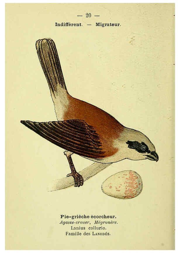 Reproducción/Reproduction 6388882377: Atlas de poche des oiseaux de France, Suisse, et Belgique, utiles ou nuisibles. ser.1 Paris :Librairie des sciences naturelles P. Klincksieck,1898- 