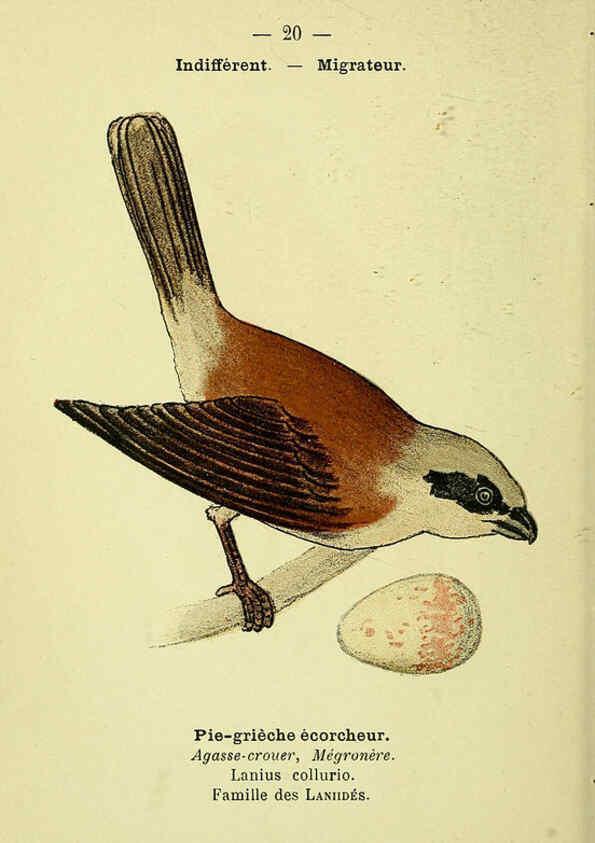Reproducción/Reproduction 6388882377: Atlas de poche des oiseaux de France, Suisse, et Belgique, utiles ou nuisibles. ser.1 Paris :Librairie des sciences naturelles P. Klincksieck,1898- 