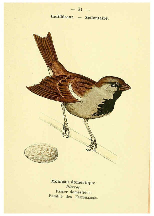 Reproducción/Reproduction 6388882695: Atlas de poche des oiseaux de France, Suisse, et Belgique, utiles ou nuisibles. ser.1 Paris :Librairie des sciences naturelles P. Klincksieck,1898- 