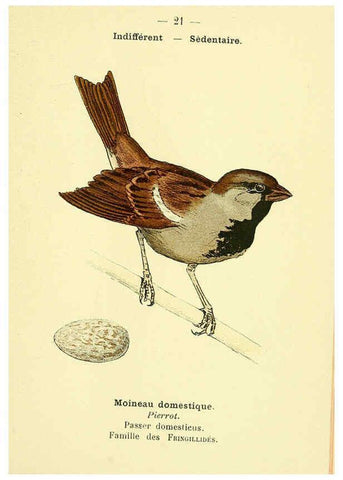 Reproducción/Reproduction 6388882695: Atlas de poche des oiseaux de France, Suisse, et Belgique, utiles ou nuisibles. ser.1 Paris :Librairie des sciences naturelles P. Klincksieck,1898- 