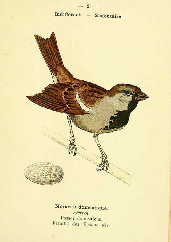 Reproducción/Reproduction 6388882695: Atlas de poche des oiseaux de France, Suisse, et Belgique, utiles ou nuisibles. ser.1 Paris :Librairie des sciences naturelles P. Klincksieck,1898- 