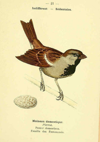 Reproducción/Reproduction 6388882695: Atlas de poche des oiseaux de France, Suisse, et Belgique, utiles ou nuisibles. ser.1 Paris :Librairie des sciences naturelles P. Klincksieck,1898- 