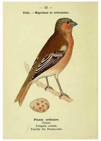 Reproducción/Reproduction 6388882983: Atlas de poche des oiseaux de France, Suisse, et Belgique, utiles ou nuisibles. ser.1 Paris :Librairie des sciences naturelles P. Klincksieck,1898- 
