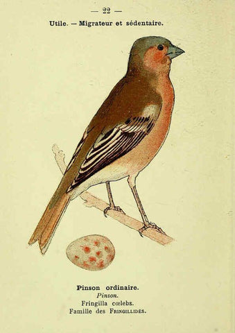 Reproducción/Reproduction 6388882983: Atlas de poche des oiseaux de France, Suisse, et Belgique, utiles ou nuisibles. ser.1 Paris :Librairie des sciences naturelles P. Klincksieck,1898- 