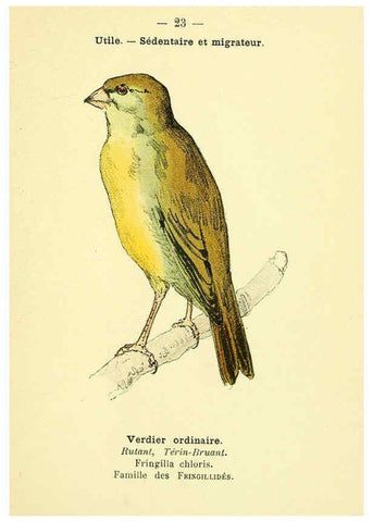 Reproducción/Reproduction 6388883401: Atlas de poche des oiseaux de France, Suisse, et Belgique, utiles ou nuisibles. ser.1 Paris :Librairie des sciences naturelles P. Klincksieck,1898- 
