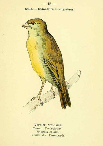 Reproducción/Reproduction 6388883401: Atlas de poche des oiseaux de France, Suisse, et Belgique, utiles ou nuisibles. ser.1 Paris :Librairie des sciences naturelles P. Klincksieck,1898- 