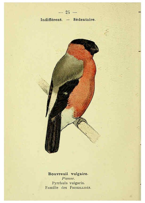 Reproducción/Reproduction 6388883701: Atlas de poche des oiseaux de France, Suisse, et Belgique, utiles ou nuisibles. ser.1 Paris :Librairie des sciences naturelles P. Klincksieck,1898- 