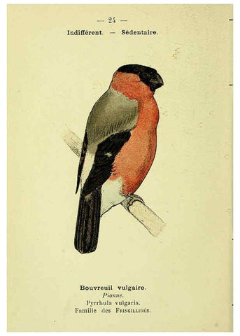 Reproducción/Reproduction 6388883701: Atlas de poche des oiseaux de France, Suisse, et Belgique, utiles ou nuisibles. ser.1 Paris :Librairie des sciences naturelles P. Klincksieck,1898- 