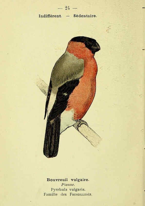Reproducción/Reproduction 6388883701: Atlas de poche des oiseaux de France, Suisse, et Belgique, utiles ou nuisibles. ser.1 Paris :Librairie des sciences naturelles P. Klincksieck,1898- 