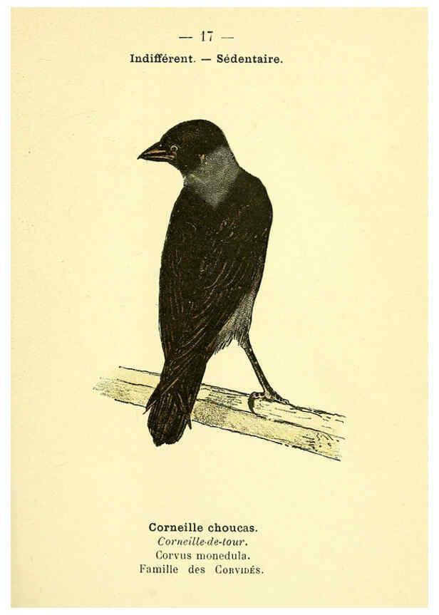 Reproducción/Reproduction 6388881309: Atlas de poche des oiseaux de France, Suisse, et Belgique, utiles ou nuisibles. ser.1 Paris :Librairie des sciences naturelles P. Klincksieck,1898- 