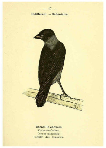 Reproducción/Reproduction 6388881309: Atlas de poche des oiseaux de France, Suisse, et Belgique, utiles ou nuisibles. ser.1 Paris :Librairie des sciences naturelles P. Klincksieck,1898- 