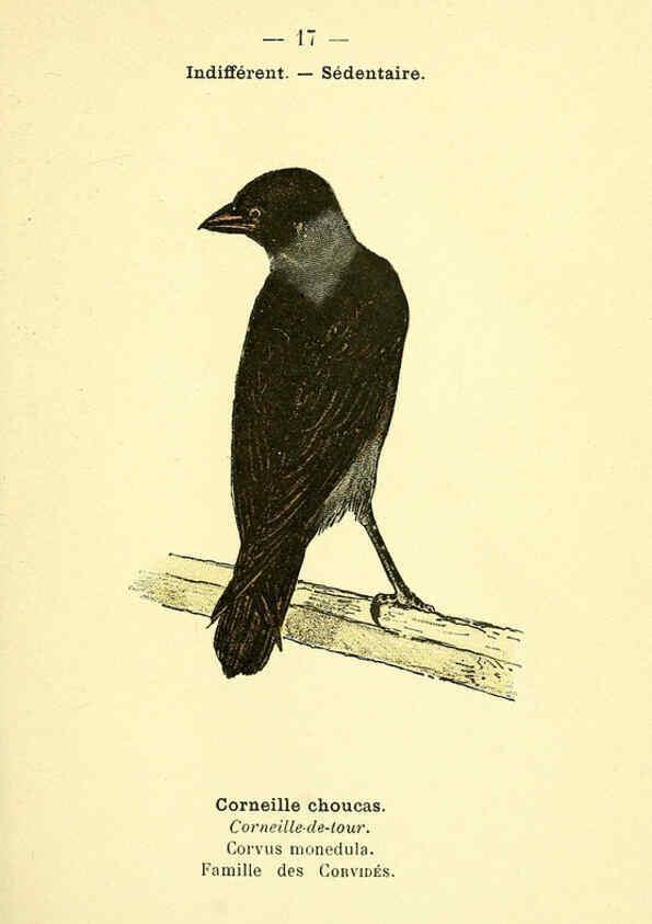 Reproducción/Reproduction 6388881309: Atlas de poche des oiseaux de France, Suisse, et Belgique, utiles ou nuisibles. ser.1 Paris :Librairie des sciences naturelles P. Klincksieck,1898- 