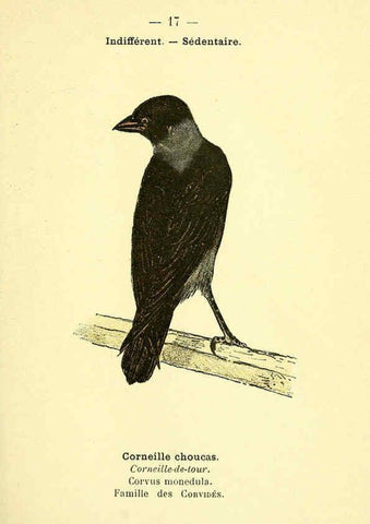 Reproducción/Reproduction 6388881309: Atlas de poche des oiseaux de France, Suisse, et Belgique, utiles ou nuisibles. ser.1 Paris :Librairie des sciences naturelles P. Klincksieck,1898- 
