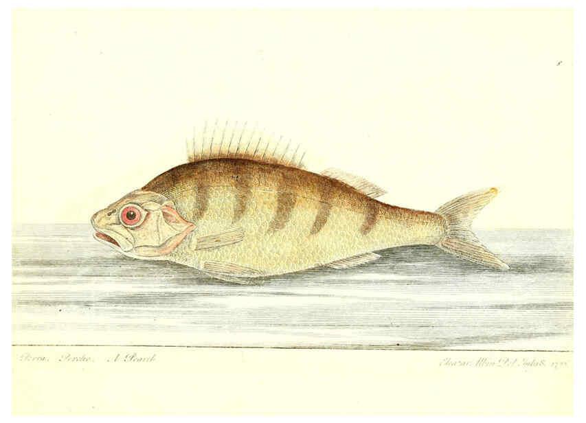 Reproducción/Reproduction 6384082399: The history of esculent fish London :Printed for Edward Jeffrey [etc.],1794