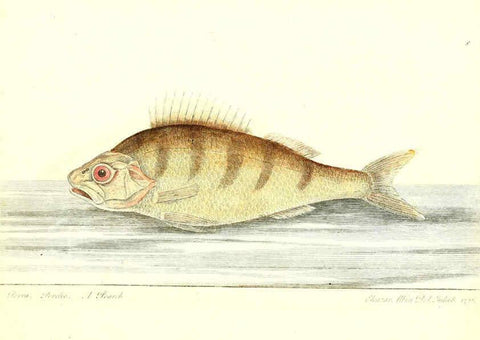 Reproducción/Reproduction 6384082399: The history of esculent fish London :Printed for Edward Jeffrey [etc.],1794