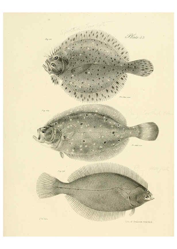 Reproducción/Reproduction 6384864719: Natural history of New York Div. 1 pts. III-IV Plates Albany,D. Appleton & co. and Wiley & Putnam;1842-94