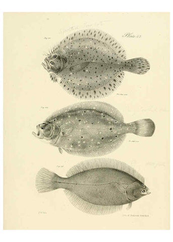 Reproducción/Reproduction 6384864719: Natural history of New York Div. 1 pts. III-IV Plates Albany,D. Appleton & co. and Wiley & Putnam;1842-94